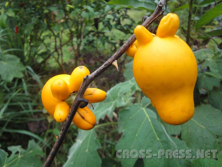 3-53.JPG - Schön, aber leider giftig!