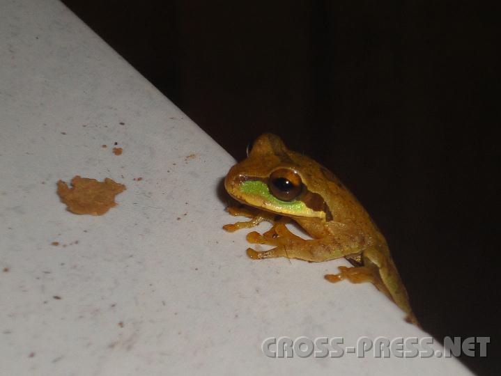 4-19.JPG - Diverse Mitbewohner ...