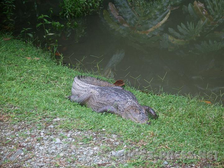 5-13 Regenwald der Oesterreicher.JPG - Im Regenwald der Oesterreicher gibt's nicht nur Österreicher.  ;)