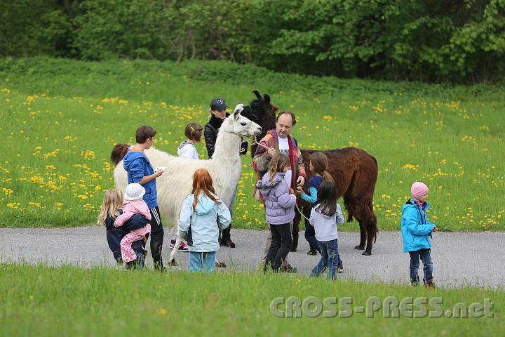 2013.05.04_12.11.23.jpg - Zwei Lamas waren "die" Attraktion beim "Bunten Jahrmarkt".
