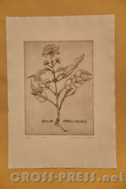 2016.10.30_16.46.10.JPG - Die verschiedenen Pflanzenbilder entstanden großteils 2016.