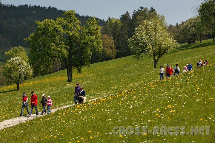 2008.04.27_11.40.52.JPG - Es gr�nt so gr�n ...