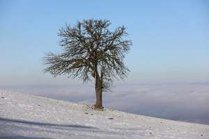 2016.12.31_10.38.39 Obstbaum im Winter