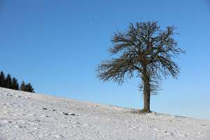 2016.12.31_10.39.38 Obstbaum im Winter