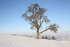2016.12.31_10.40.08 Obstbaum im Winter mit Kirche St.Michael im Hintergrund