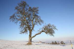 2016.12.31_10.41.37 Obstbaum im Winter