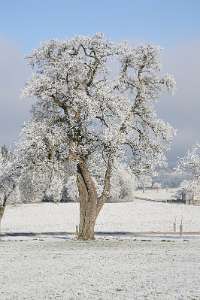 2016.12.31_10.51.36 Obstbäume im Winter