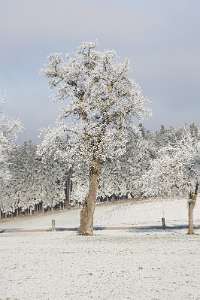 2016.12.31_10.51.43 Obstbäume im Winter