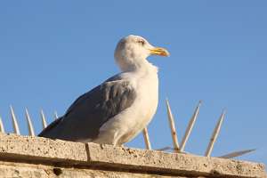 1. kroatische Votiv-Radwallfahrt nach Rom